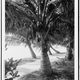 Illustration for article titled Coconut